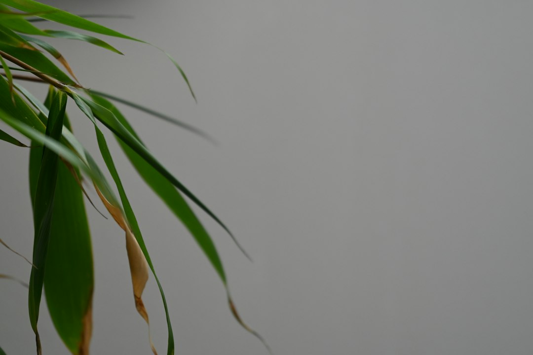 Best Testosterone Support Considerations for Men With Chronic Pain Conditions